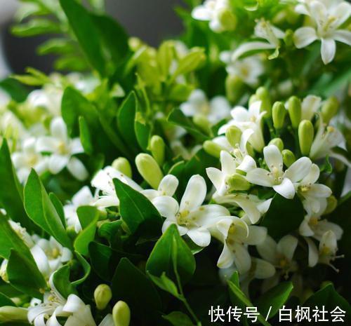 蓝雪花|4种漂亮花，一样的喜好，同时管理不要偏心，开出小花园！