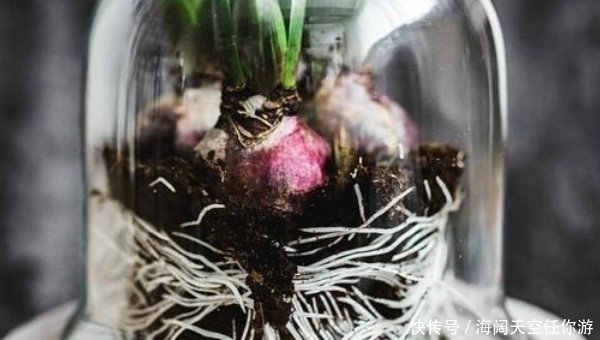 养花人的五大通病,只要占了三条,就已经是个资深的花迷了