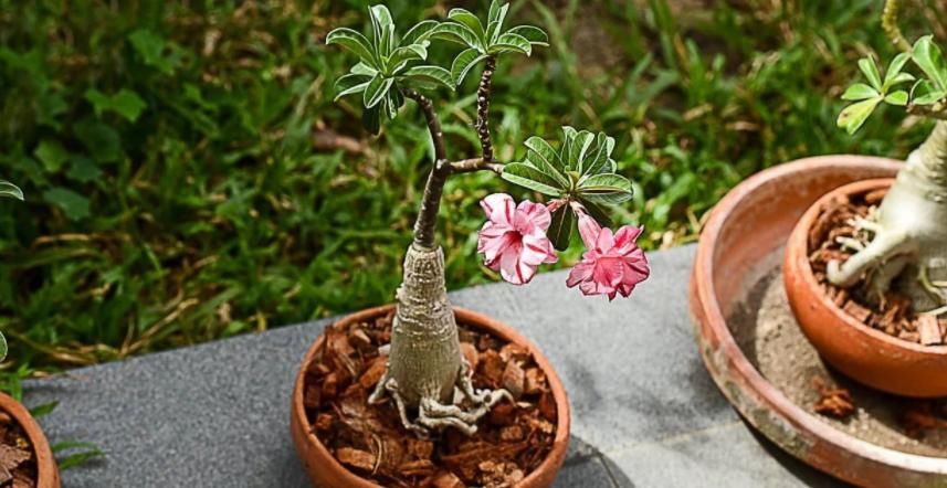 沙漠玫瑰|气温一天天降，养花就入手这3样，好养，光照足花叶茂