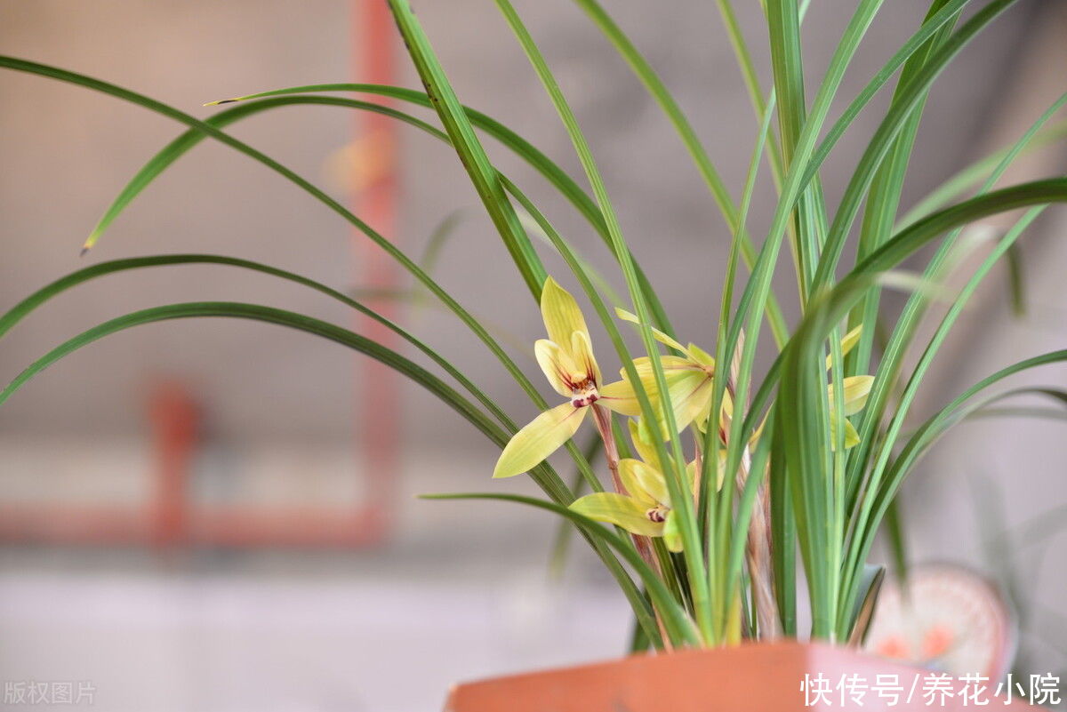 新芽|立秋以后，兰花开始冒花芽，4件事要做好