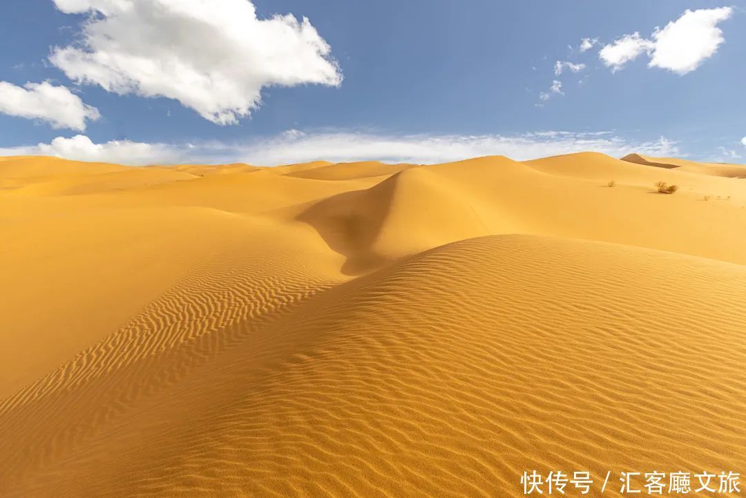 樟子松|这个夏天，我劝你一定要去一次内蒙古 ！