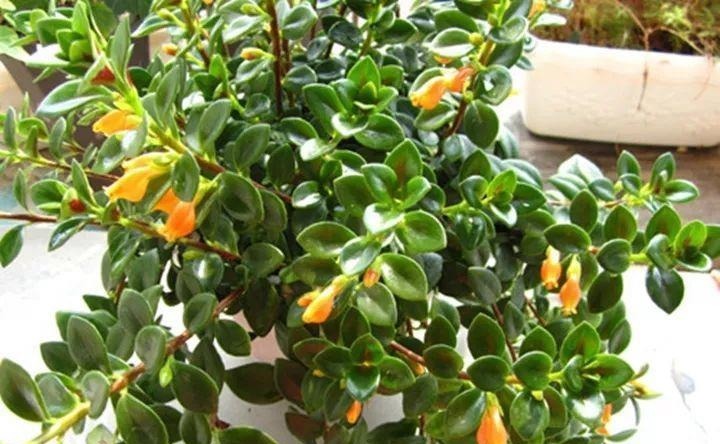 金枝玉叶|命里“多金”的5种花,寓意好又贵气,家里养一盆,带来好运气