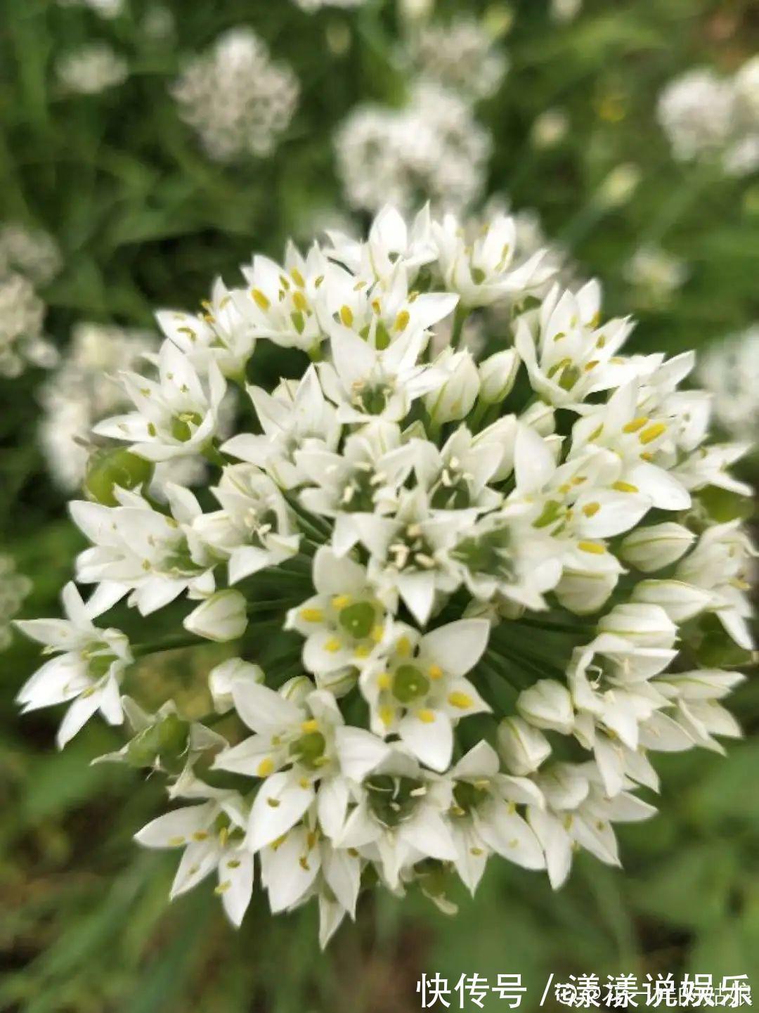 荆芥|7种花最干净,门口、窗台放一盆,蚊虫不敢靠近!