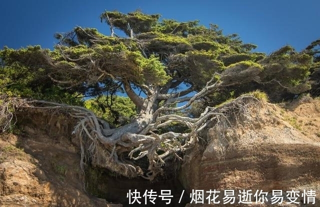 对植物生命力的感慨