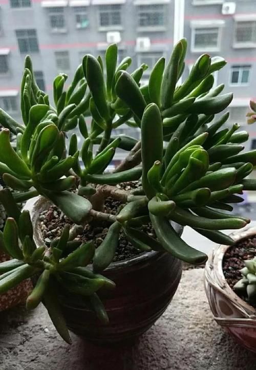 多肉吸财树发蔫怎么办？