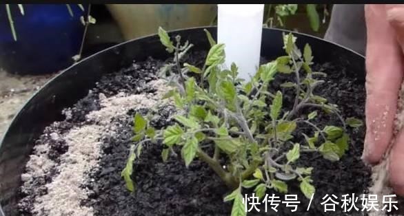 gt|磷酸二氢钾“使用方法”!怎么用什么时候用,有不少注意事项!