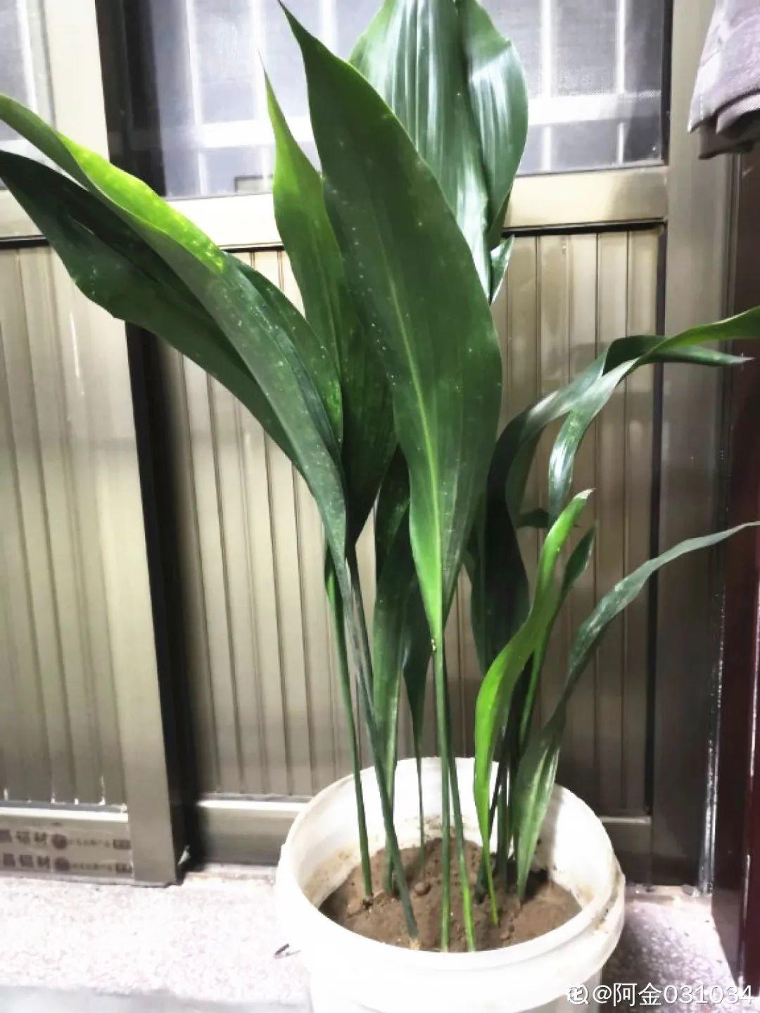 10种“养不死”的花,绿萝只能排最后一名,养死3种以上的举手