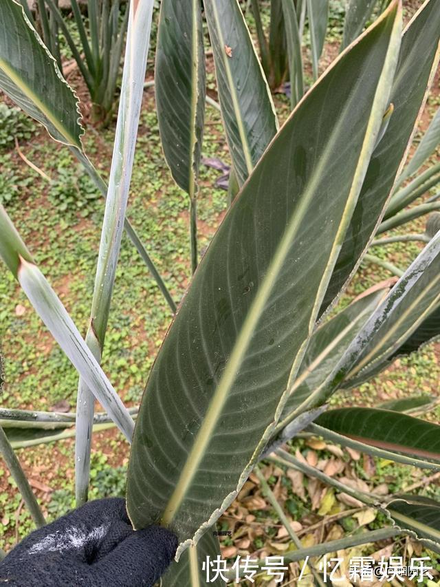关于鹤望兰,你不知道的小秘密,花农告诉你,大叶子不开花