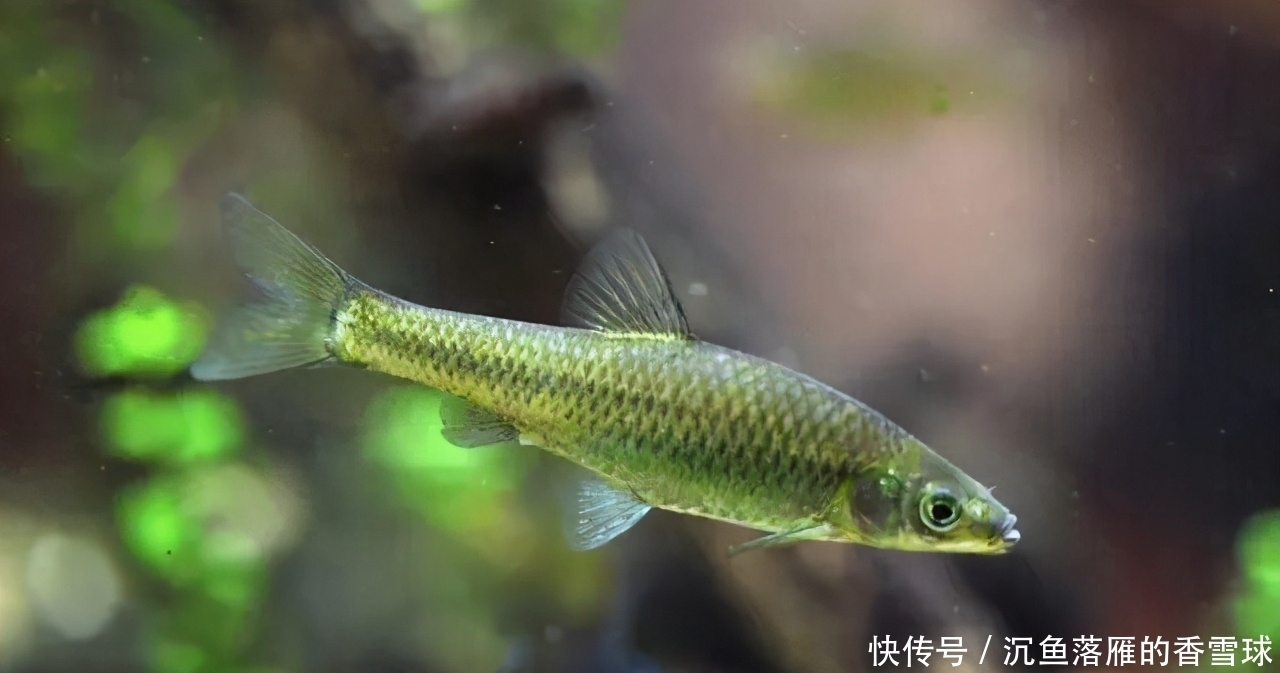 钓友|提醒:规避小杂鱼闹窝的一种错误方法,很多钓友都在用