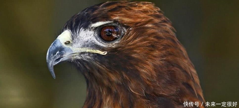 智慧|俗语“麻面青须不可交,鹰鼻鹞眼怀揣刀”,啥意思?古人识人智慧