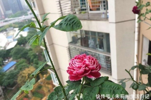 枝条|月季花迟迟不开花,看看枝条上有没有这种东西,发现一个剪一个!