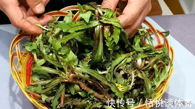 泡水|这菜浑身都是宝,可惜很多人当草,经常上火多吃点,泡水喝也特香