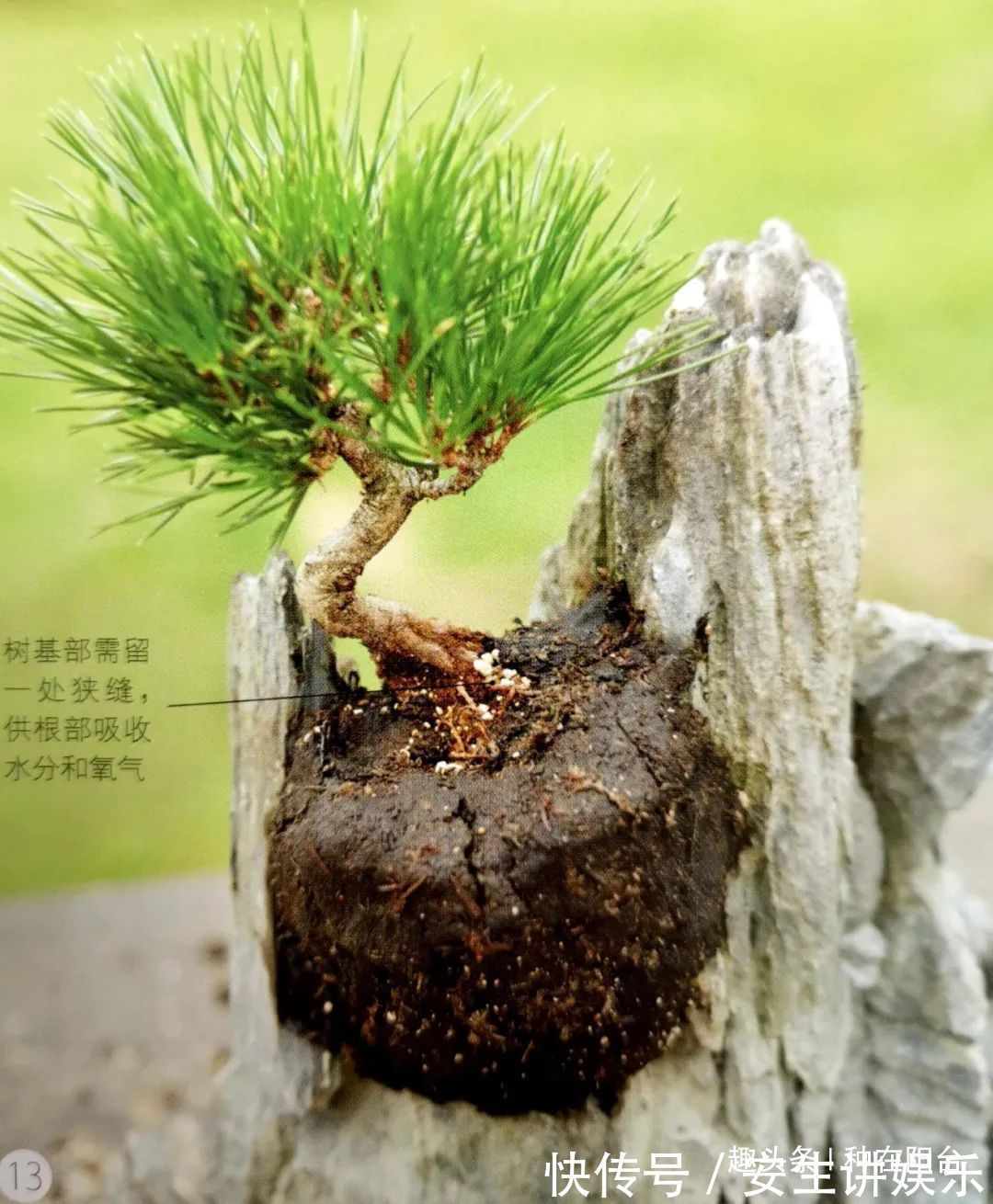 阳台上|山水盆景不是非“水”不可,看山石与树木如何演绎一道山水盆景!