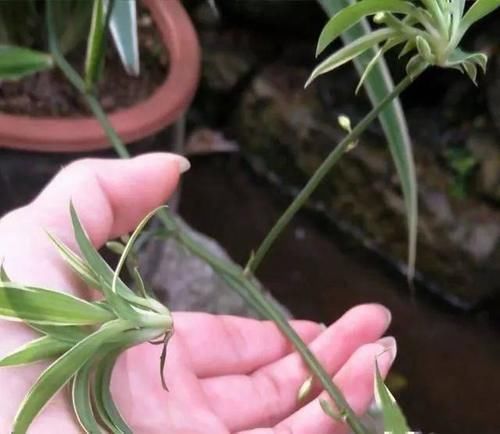 叶子|养吊兰,用上这2种小玩意,叶子宽大又绿,蹭蹭长爆盆