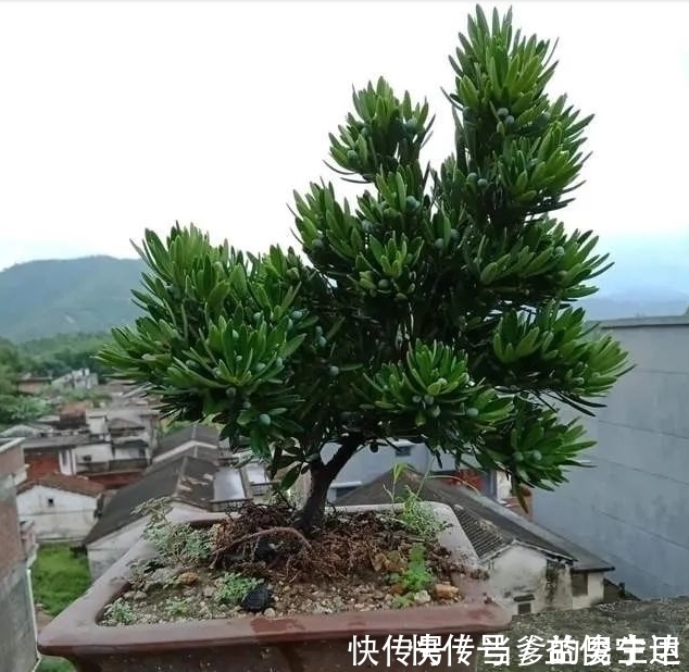 老桩|种“罗汉松”用枝条，掰一根插土里，不久之后便可成为老树桩！