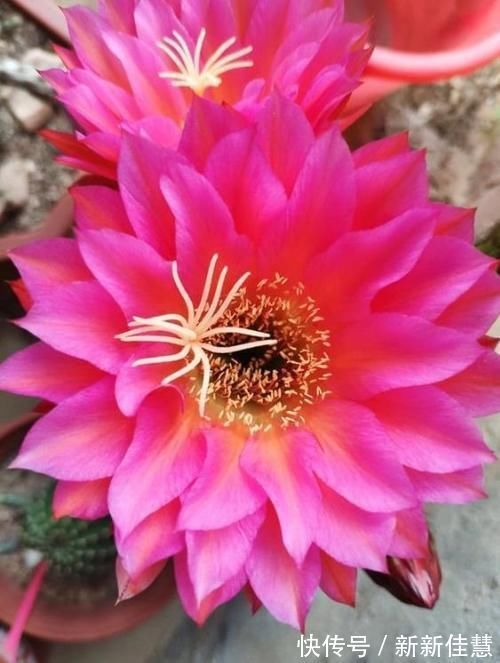 赏花|3种花是“大美女”，开花勤爱爆盆，美不胜收，一年四季都赏花