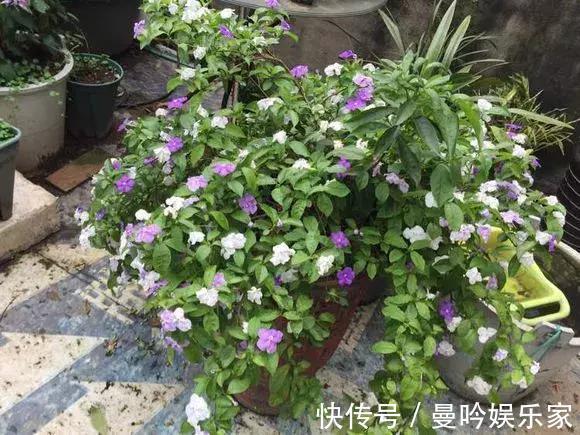 茉莉香|1种花有茉莉香，花儿同时开三色，一开300多天，新手养得好
