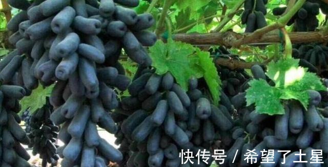 香味|院子里种点果树试试吧,寓意好,果肉软糯奶香味,甜而不腻!