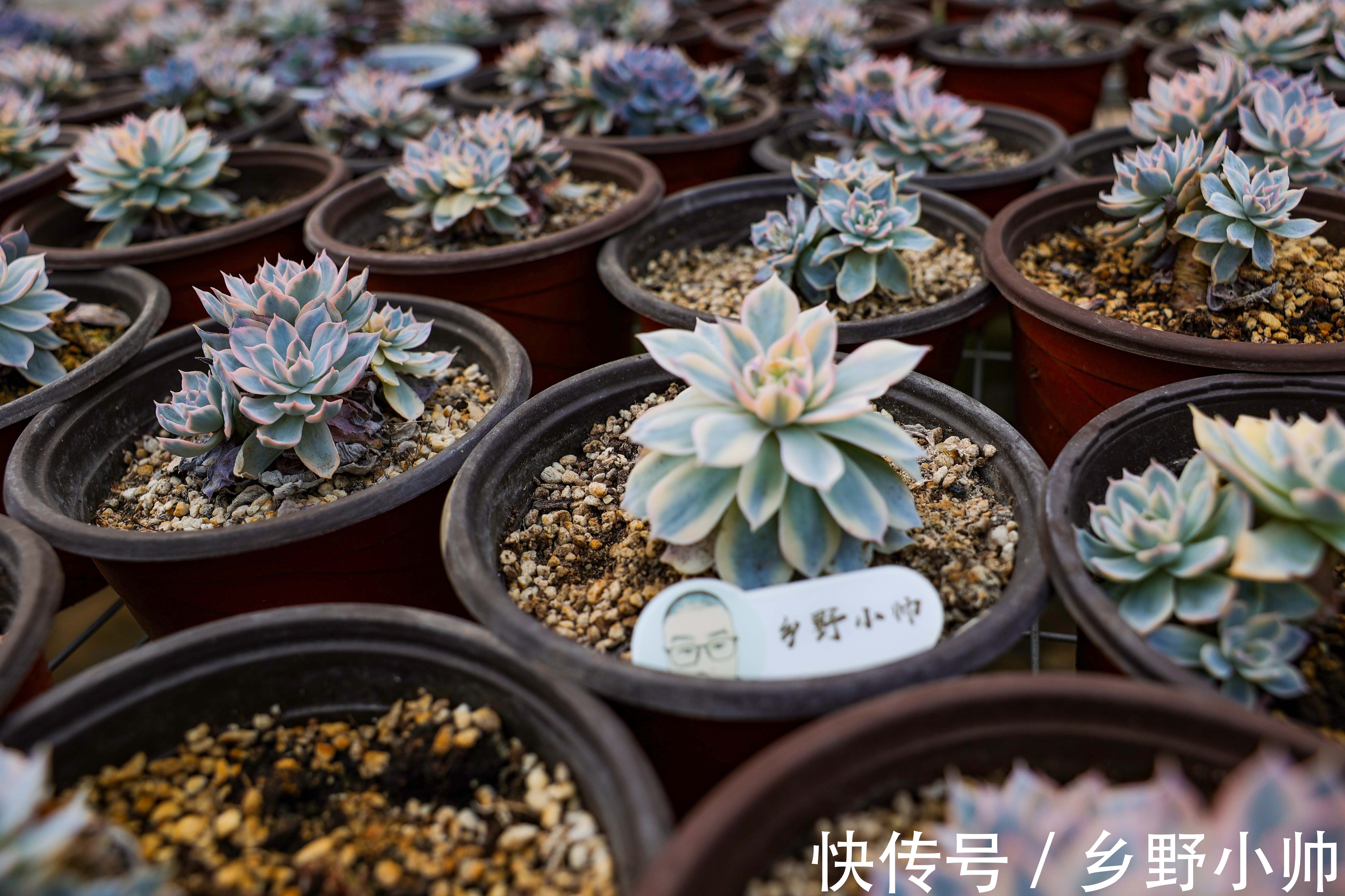 视频引发热议,小帅介绍皮氏锦正确养护姿势 ,四季都在生长的多肉