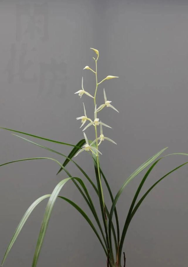 丸姬|日本寒兰欣赏