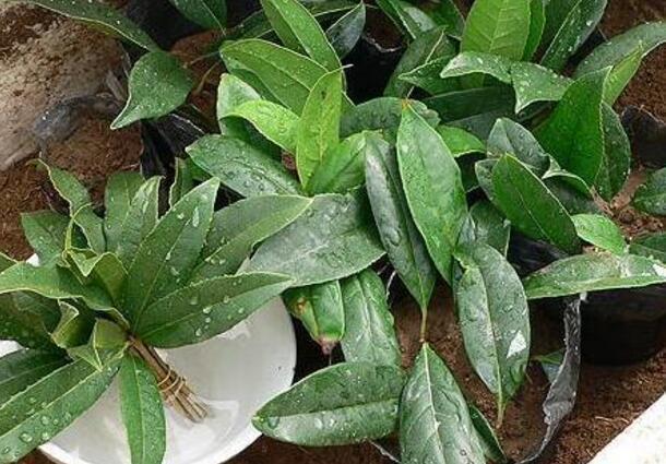 路边见到“2种树”，随手摘个小枝条，插土就活，呼呼发根系