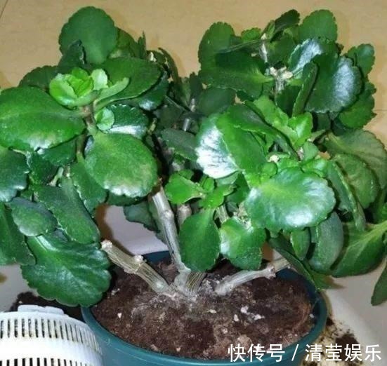 长寿|长寿花换土,切记避开“生死季”,换个时间段,沾土就生根