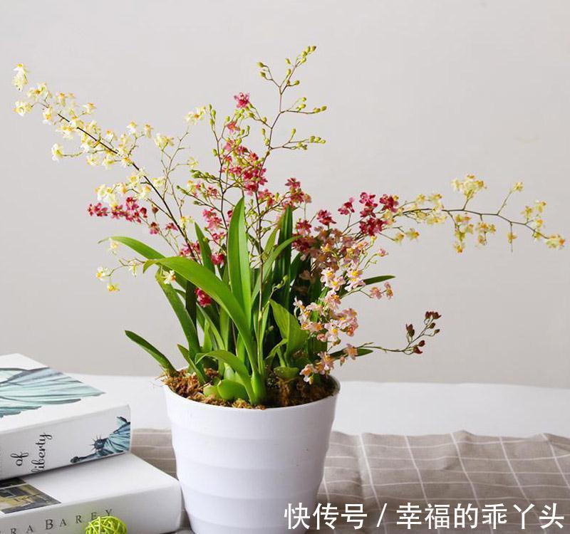 兰花|5种“耐寒花”,好看不怕冻,低温也能爆花,一直开到初夏