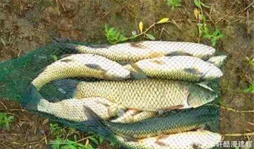 手竿钓草鱼,关键在于用饵,饵料对了口,大草鱼也能连竿