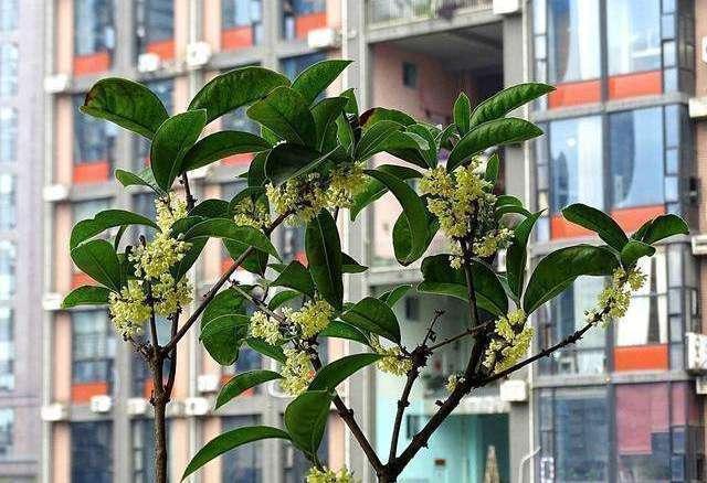 桂花树|路边见到“2种树”,随手摘个小枝条,插土就活,呼呼发根系