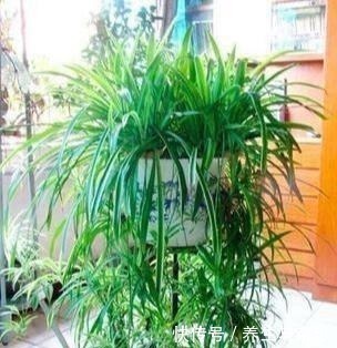 施肥|家里养吊兰懒人不施肥，做到这3步，照样垂藤，爆盆！