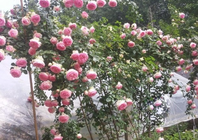 养月季也要用“套路”,学成之后,花苞直冒,1年开花四五次