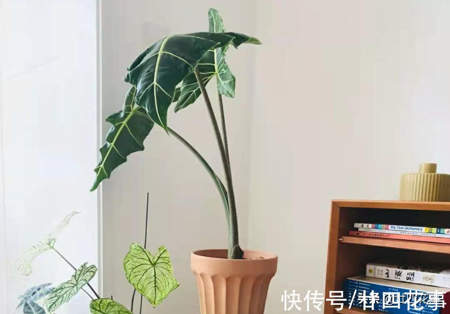 扔掉绿萝发财树吧,这七种植物漂亮显高级,养在客厅,大气有格调