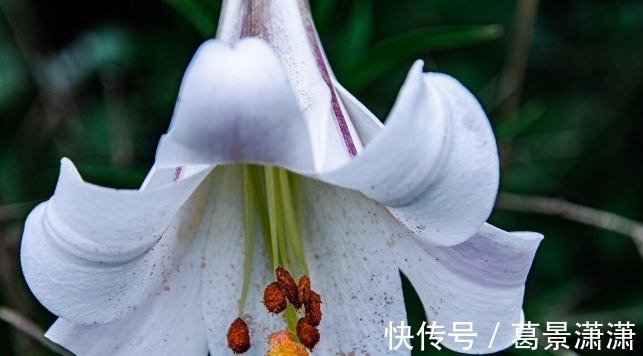 百合花|养这7种花，预算够就买好的，预算不够干脆别买