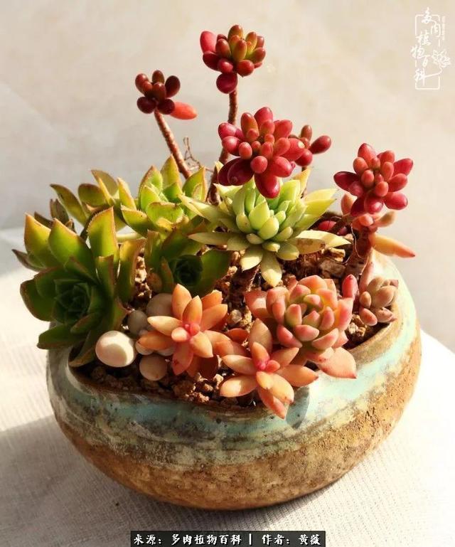 养了三年多肉，终于明白佛系养肉才是王道！