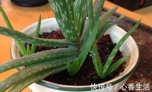 芦荟|卧室长期放盆栽，失眠的人就选2种，好看又好养，净化效果好
