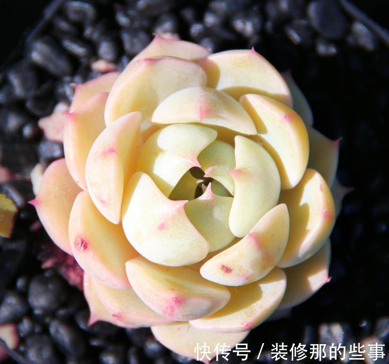 阳台党必须掌握的正确浇水姿势,窗台养肉也可以逆袭美到开挂