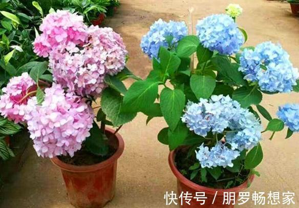 草木灰|养花缺少磷钾肥学会自制技巧,往花盆里放一点养啥植物都旺