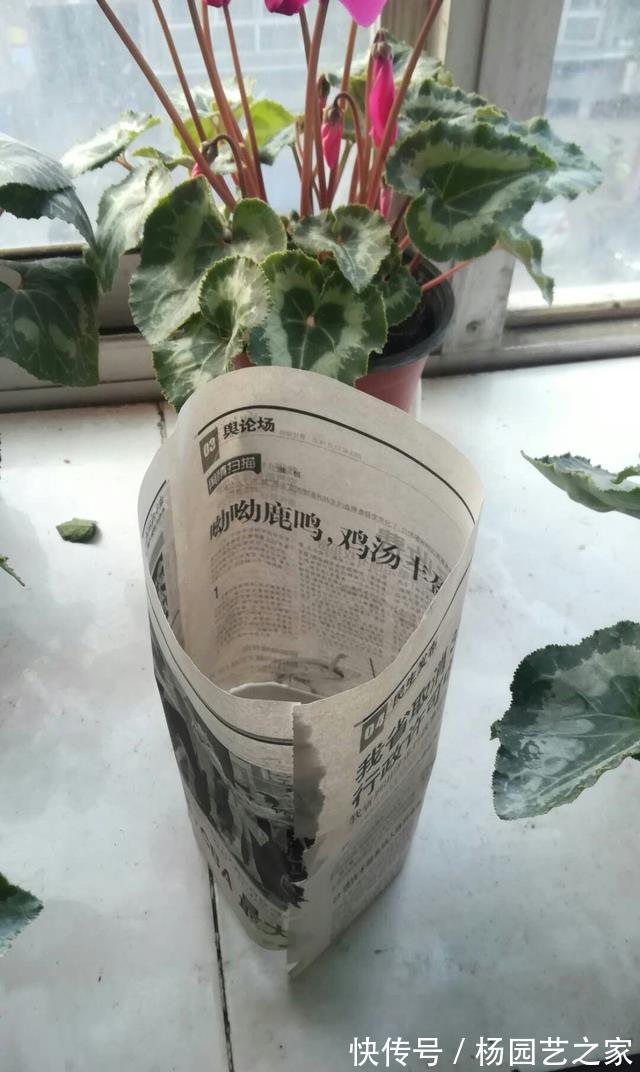 缓解|仙客来晒太阳容易倒伏,莫急,给它戴个帽子能缓解