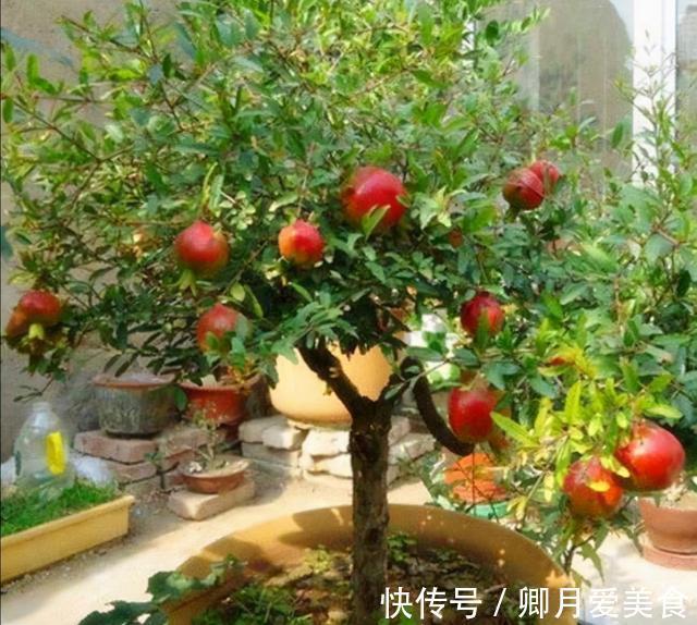 牡丹花|家有五树,儿孙都富!有院子建议栽5种树,看花,收果,寓意吉利