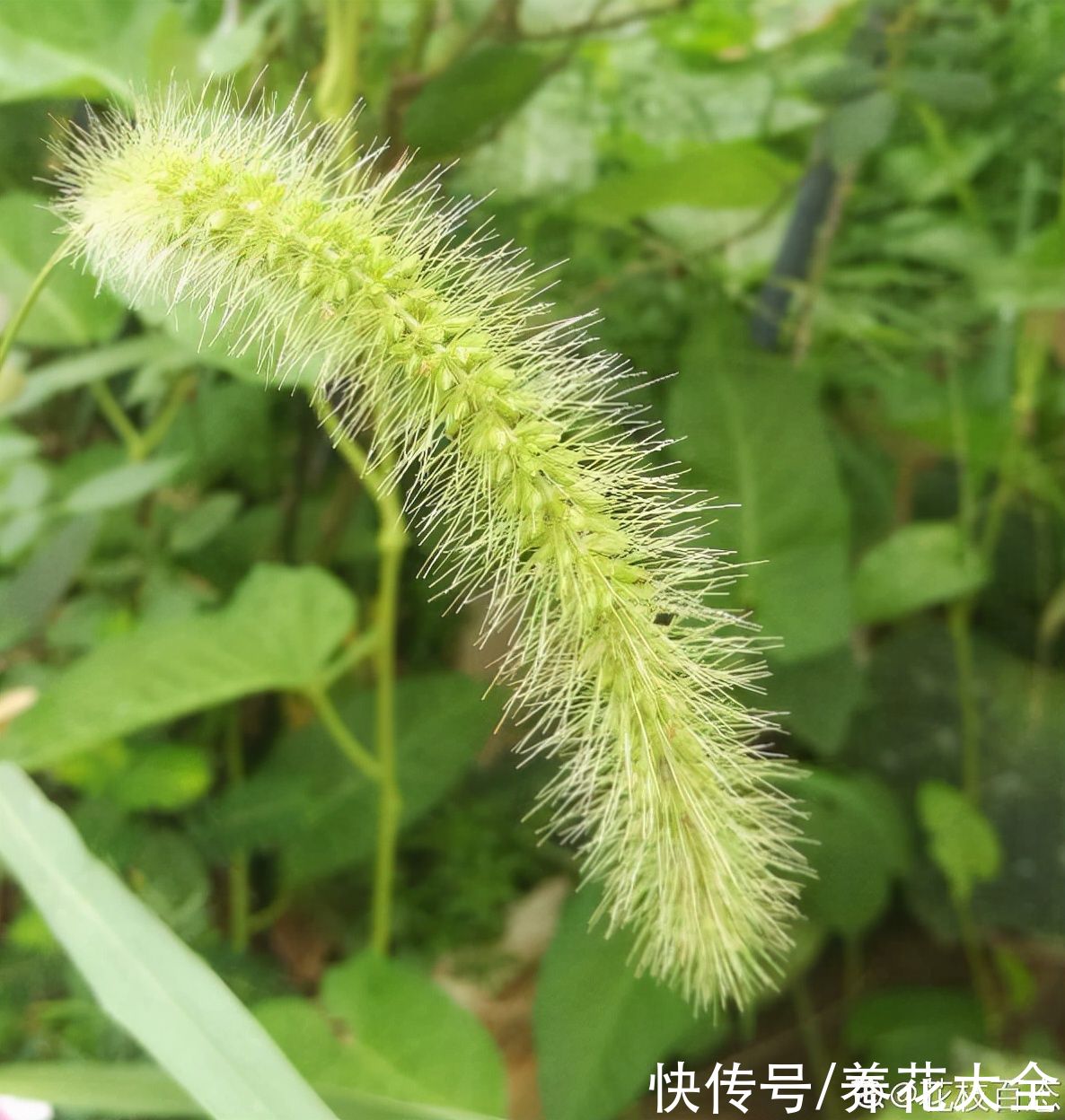 马蹄莲|不同生肖，幸运花也不同，你的幸运花是哪种