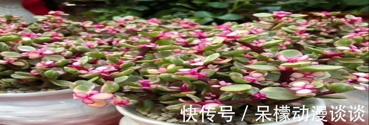 植株|金枝玉叶如何养好？做好这关键几点，开出灿烂的花朵