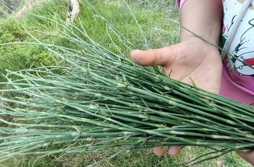 野草|这种野草,即使是在冬季,它也不会凋零,你见过吗?