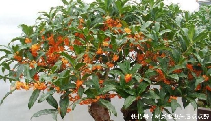 比“香水”还香的4种花,养1盆满屋飘香,漂亮又好养!