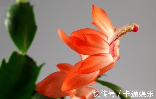 抓住|蟹爪兰开花小技巧,抓住几个重点,每片叶片都能冒花苞,花期还长
