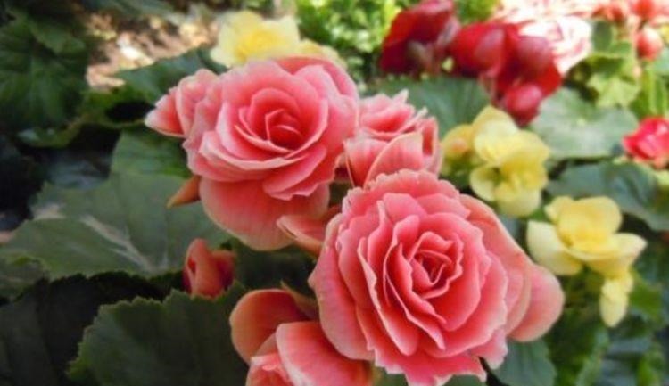 3种花是花中劳模,一年四季开花不断,谁养谁喜欢