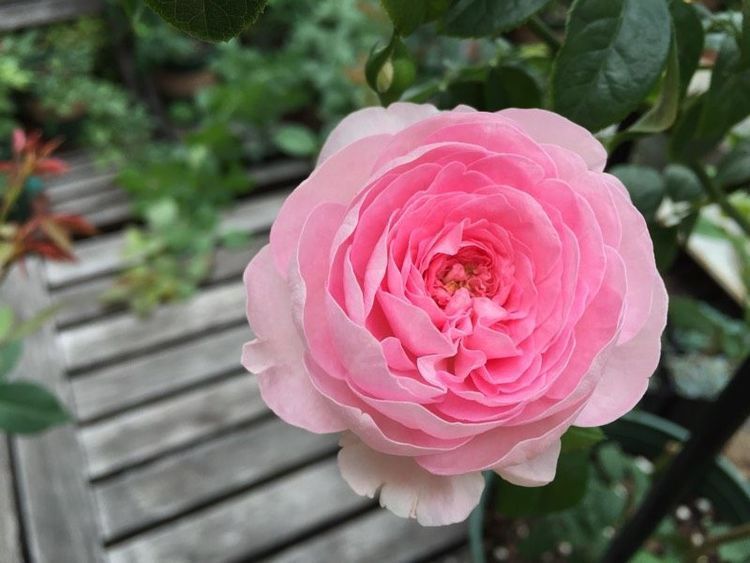 最好养的月季花，养护容易，四季开花，可以阳台盆栽，值得入手