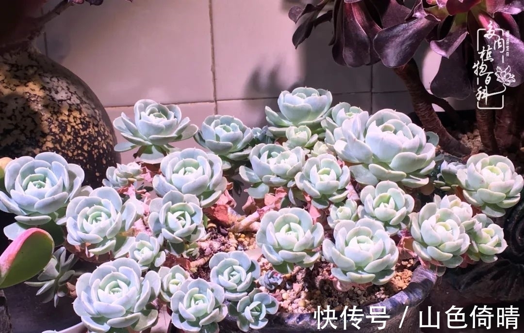 我与多肉植物百科的398天离别又重逢！