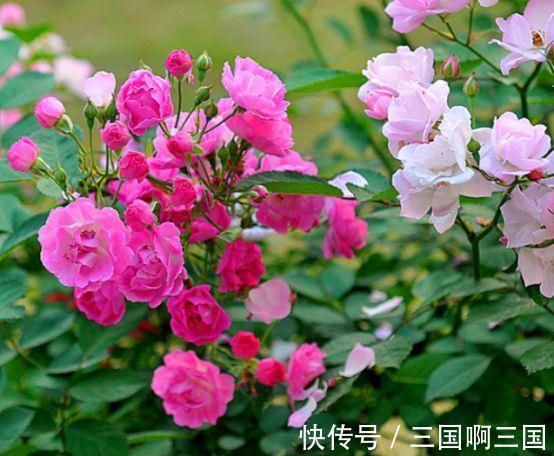 农历十月初二霜降后，养什么花？以下3种花，和和美美家庭和睦