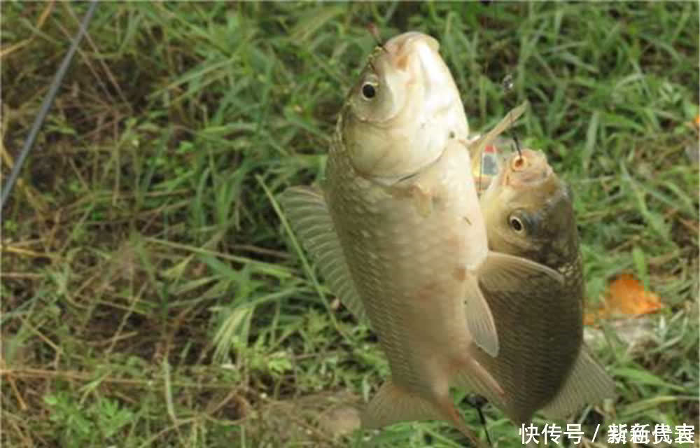 铅钓|野钓老是不上鱼?别着急,增加一个铅坠试一试,很快有效果!