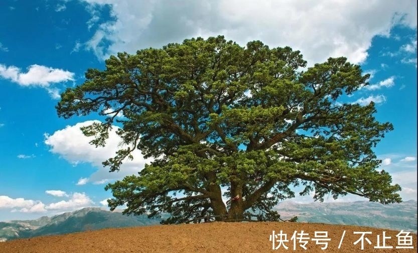 青松!唐朝李山甫一首《松》诗,写尽青松万千气象,抒发浓浓喜爱之情